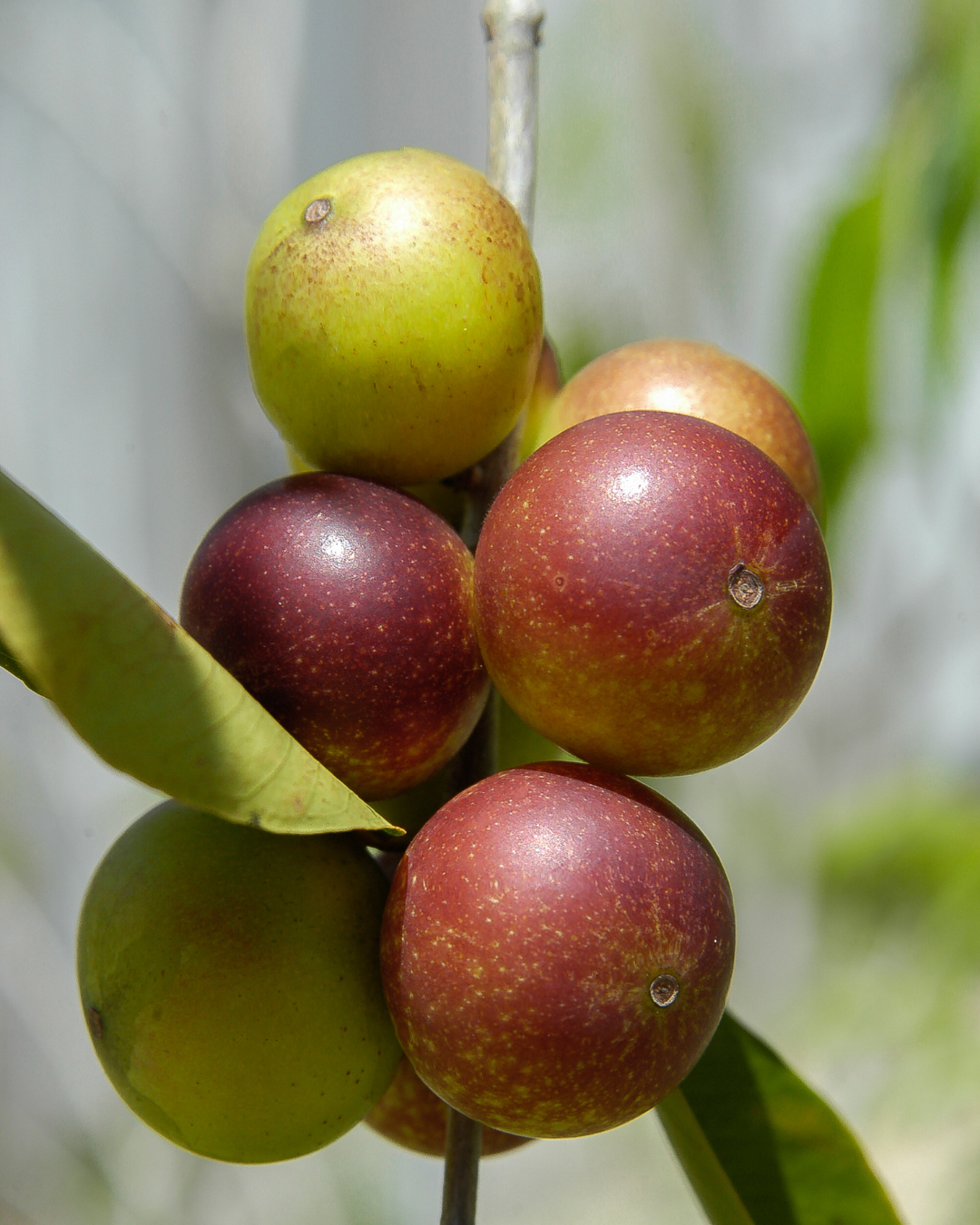 Close-up of camu camu on a branch with a blurred natural background