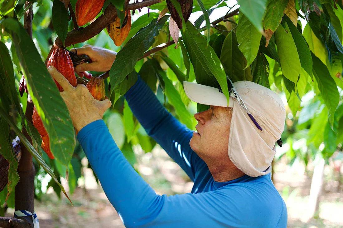 Person harvesting cacao beans from a tree