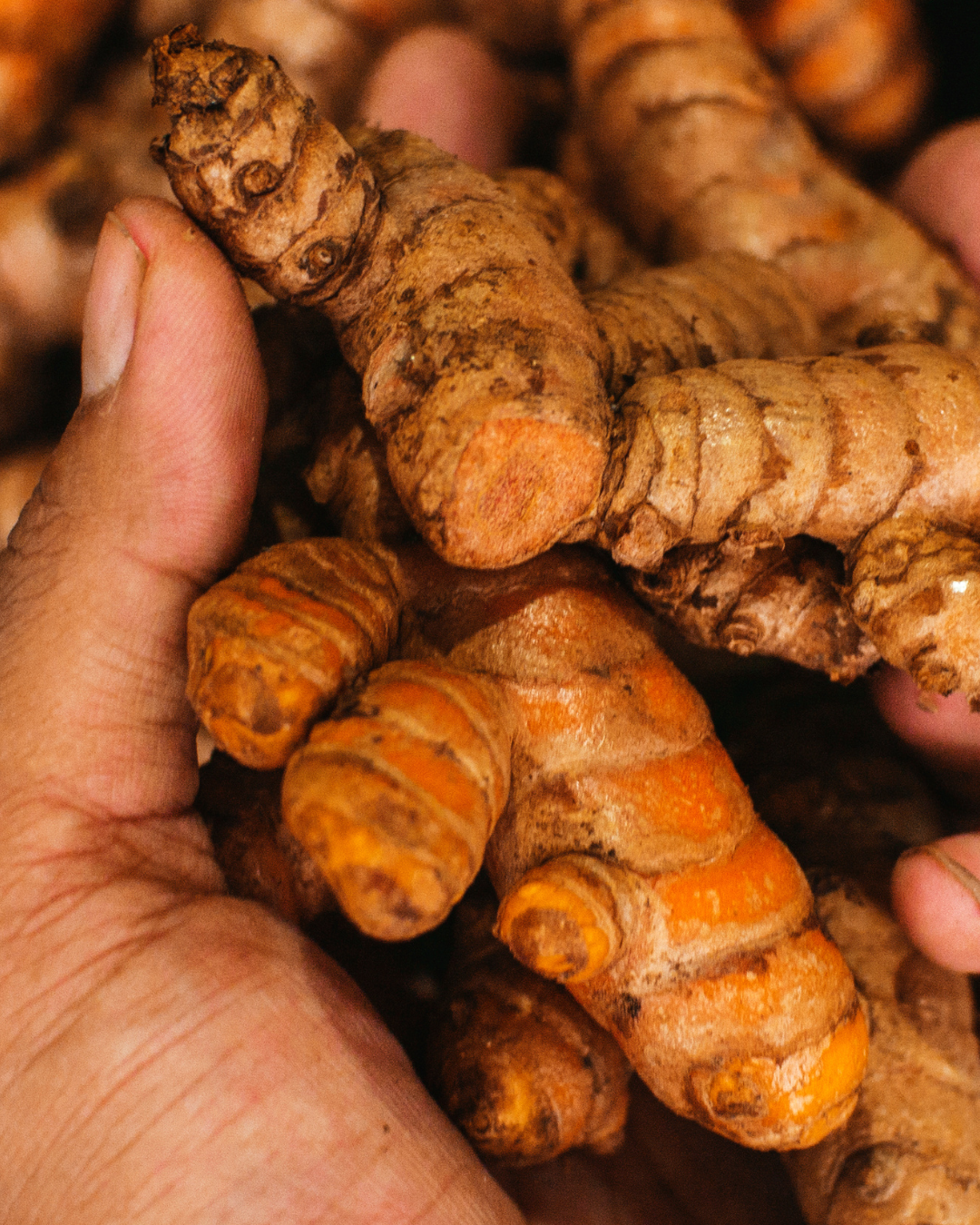 Hand holding a bundle of turmeric roots